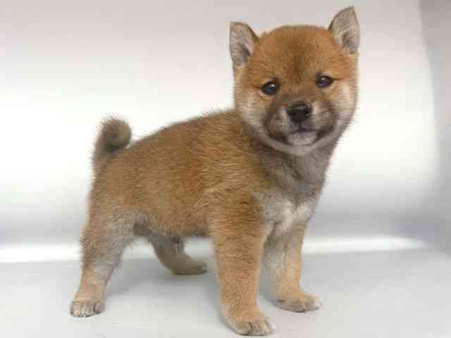 大阪府の柴犬(標準サイズ) (ひごペットフレンドリー岸和田店/2025年10月11日生まれ/男の子/赤)の子犬の2枚目の画像