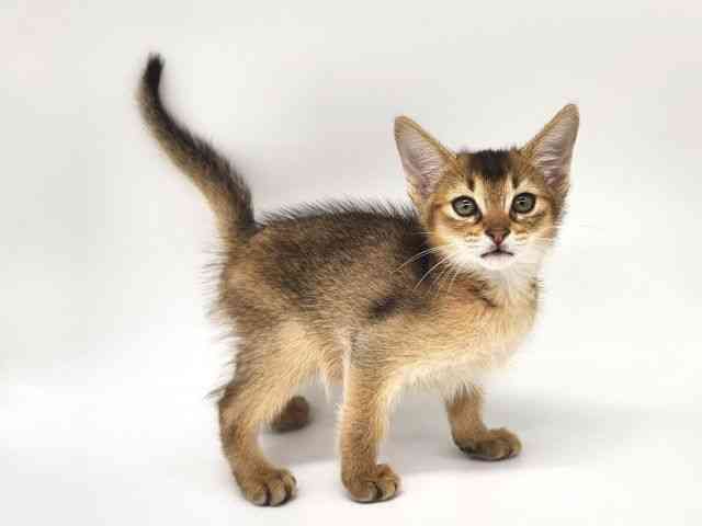 大阪府のアビシニアン (ひごペットフレンドリー泉ヶ丘店/2025年10月11日生まれ/男の子/ルディ)の子猫の2枚目の画像