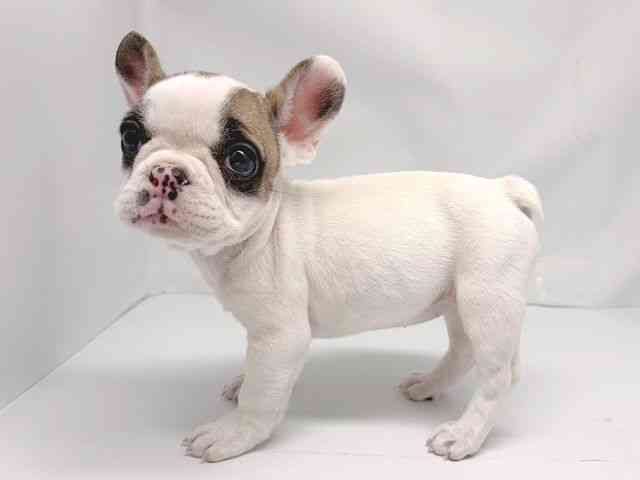 京都府のフレンチブルドッグ (ひごペットフレンドリー洛北阪急スクエア店/2025年10月11日生まれ/女の子/パイド)の子犬の2枚目の画像