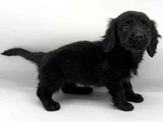 大阪府のミニチュアダックスフンド(ロング) (ひごペットフレンドリーららぽーとEXPOCITY店/2025年10月12日生まれ/女の子/ブラック)の子犬の2枚目の画像