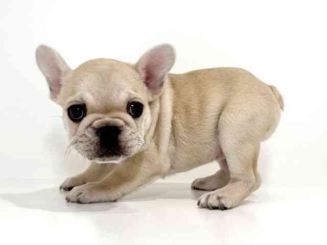 兵庫県のフレンチブルドッグ (ひごペットフレンドリーイトーヨーカドー明石店/2025年10月11日生まれ/女の子/クリーム)の子犬の2枚目の画像