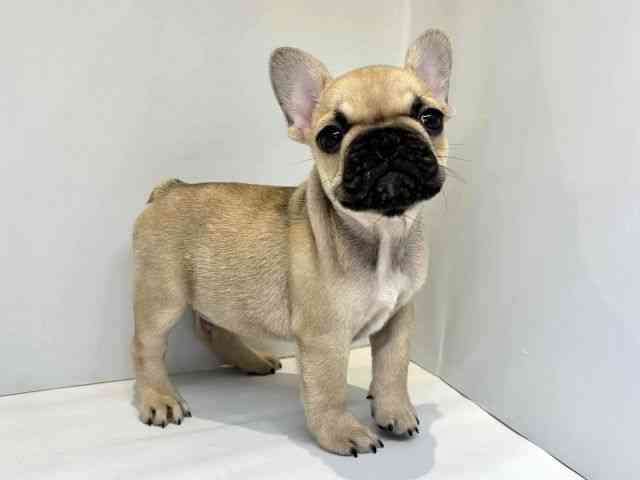 大阪府のフレンチブルドッグ (ひごペットフレンドリーセブンパーク天美店/2025年10月11日生まれ/男の子/フォーンブラックマスク)の子犬の2枚目の画像