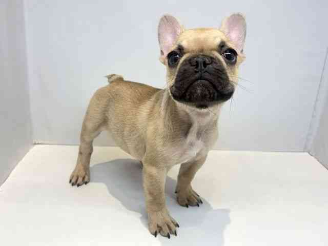大阪府のフレンチブルドッグ (ひごペットフレンドリーセブンパーク天美店/2025年10月11日生まれ/男の子/フォーンブラックマスク)の子犬の2枚目の画像