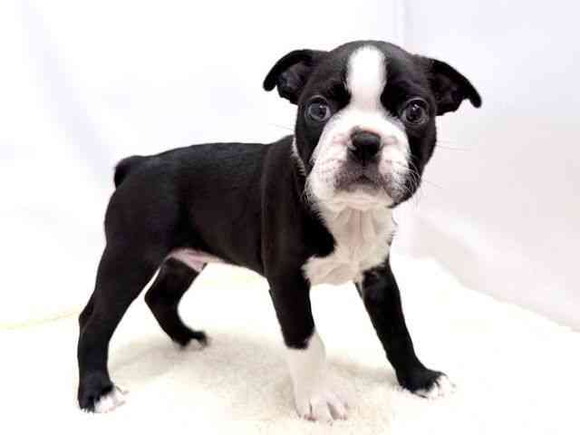 広島県のボストンテリア (ひごペットフレンドリーゆめタウン廿日市店/2025年10月10日生まれ/男の子/ボストンカラー)の子犬の2枚目の画像