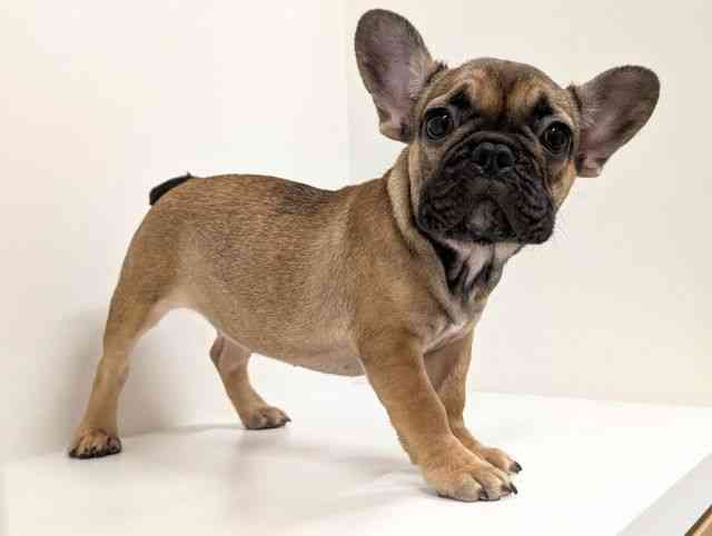 福岡県のフレンチブルドッグ (ひごペットフレンドリーリバーウォーク北九州店/2025年10月10日生まれ/女の子/フォーン)の子犬の2枚目の画像