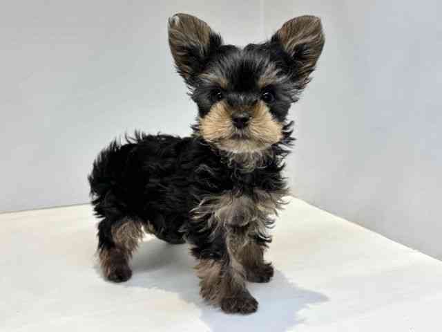 大阪府のヨークシャーテリア (ひごペットフレンドリーセブンパーク天美店/2025年10月10日生まれ/女の子/スチールブルータン)の子犬の2枚目の画像