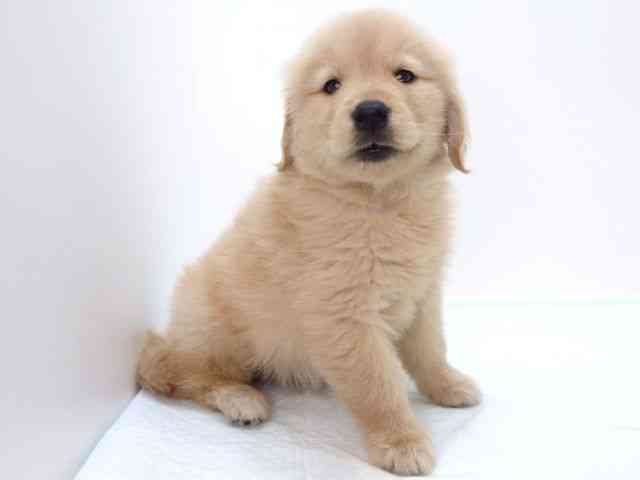 大阪府のゴールデンレトリバー (ひごペットフレンドリーいこらもーる泉佐野店/2025年10月10日生まれ/女の子/ゴールデン)の子犬の2枚目の画像