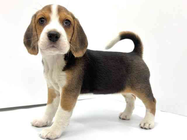 大阪府のビーグル (ひごペットフレンドリーイオンタウン茨木太田店/2025年10月10日生まれ/女の子/ブラックホワイトタン)の子犬の2枚目の画像