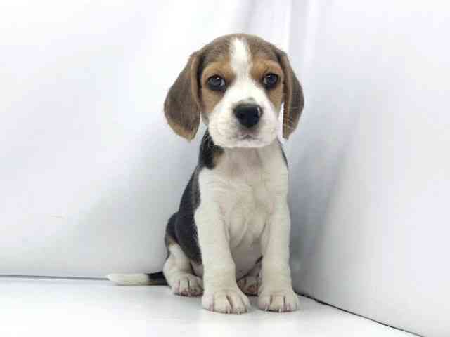 兵庫県のビーグル (ひごペットフレンドリーイオンタウン加古川店/2025年10月11日生まれ/男の子/ブラックホワイトタン)の子犬の2枚目の画像