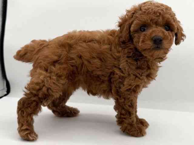 大阪府のトイプードル(トイ) (ひごペットフレンドリーイオンそよら海老江店/2025年10月11日生まれ/女の子/レッド)の子犬の2枚目の画像