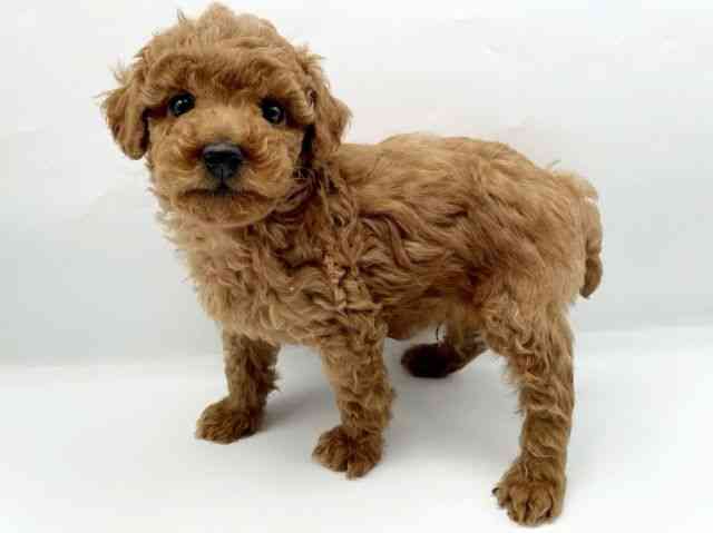 奈良県のトイプードル(トイ) (ひごペットフレンドリートナリエ大和高田店/2025年10月11日生まれ/男の子/レッド)の子犬の2枚目の画像