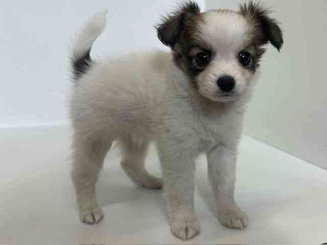 大阪府のパピチー/チワパピ(パピヨン×チワワ) (ひごペットフレンドリーアクロスプラザ住之江店/2025年10月11日生まれ/女の子/ホワイトレッド)の子犬の2枚目の画像