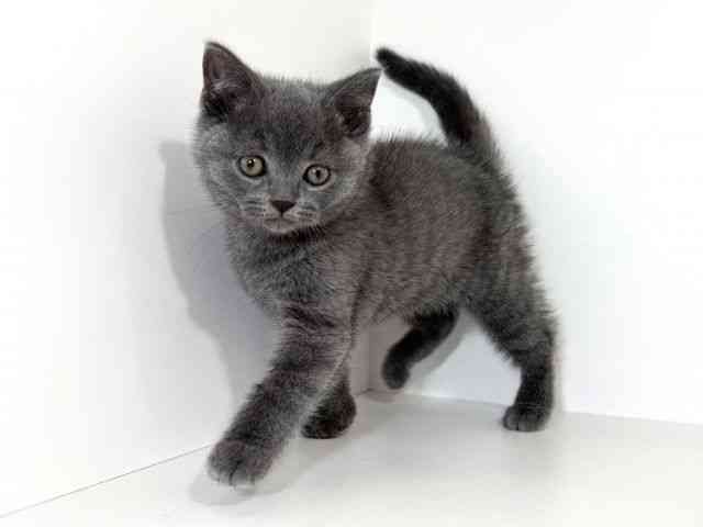 兵庫県のブリティッシュショートヘアー (ひごペットフレンドリーイトーヨーカドー明石店/2025年10月11日生まれ/男の子/ブルー)の子猫の2枚目の画像