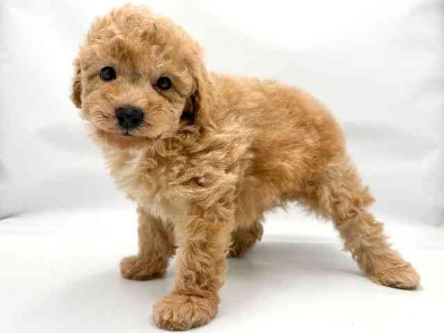 大阪府のマルプー(マルチーズ×プードル) (ひごペットフレンドリー東淀川店/2025年10月10日生まれ/男の子/アプリコット)の子犬の2枚目の画像