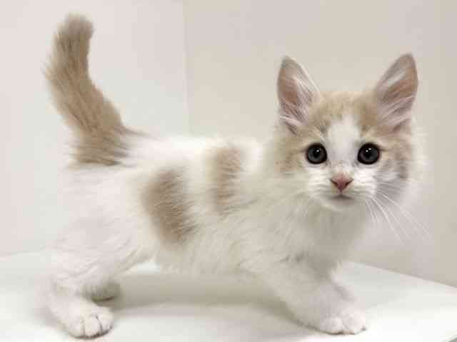 福岡県のノルウェージャンフォレストキャット (ひごペットフレンドリーリバーウォーク北九州店/2025年10月7日生まれ/男の子/クリームホワイト)の子猫の2枚目の画像