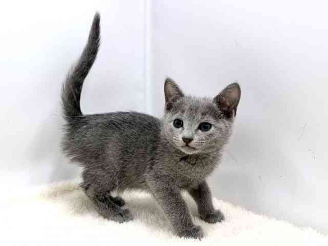 広島県のロシアンブルー (ひごペットフレンドリーゆめタウン廿日市店/2025年10月10日生まれ/男の子/ブルー)の子猫の2枚目の画像