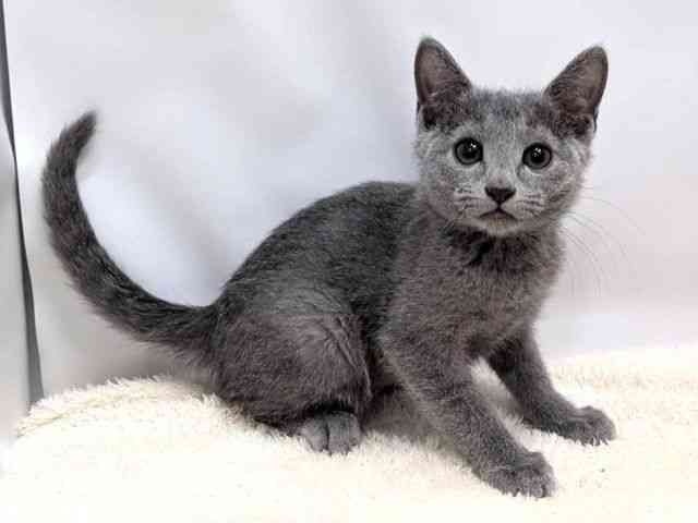 広島県のロシアンブルー (ひごペットフレンドリーゆめタウン廿日市店/2025年10月10日生まれ/男の子/ブルー)の子猫の2枚目の画像