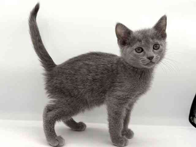 大阪府のロシアンブルー (ひごペットフレンドリーイオンそよら海老江店/2025年10月10日生まれ/女の子/ブルー)の子猫の2枚目の画像