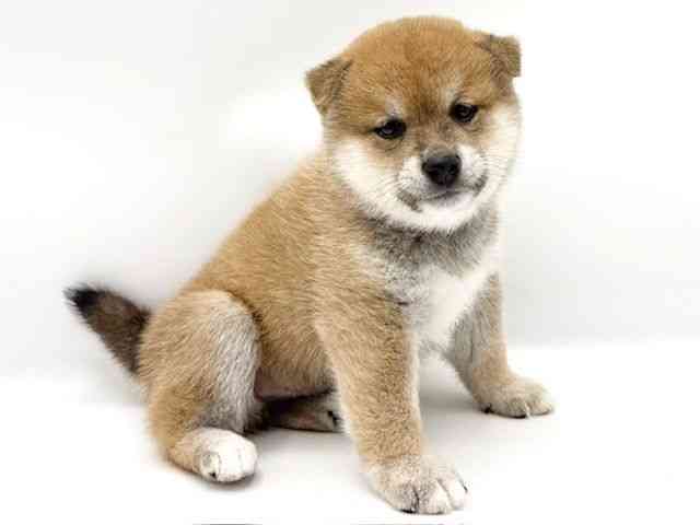 大阪府の柴犬(標準サイズ) (ひごペットフレンドリーららぽーとEXPOCITY店/2025年10月11日生まれ/男の子/赤)の子犬の2枚目の画像