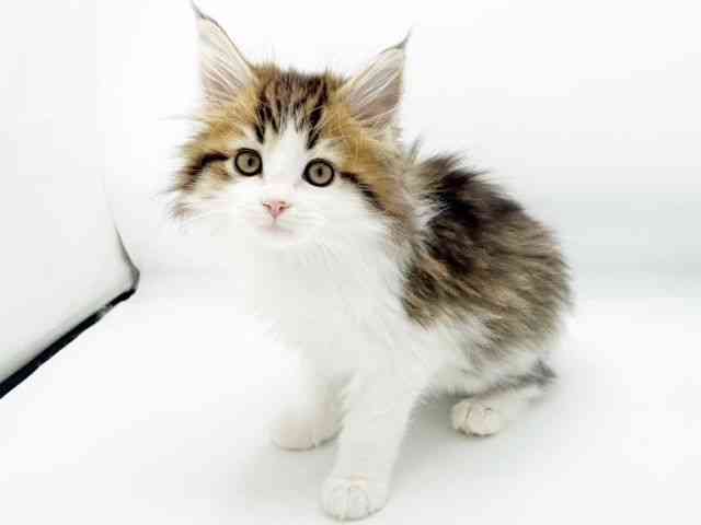 兵庫県のメインクーン (ひごペットフレンドリーコロワ甲子園店/2025年10月3日生まれ/男の子/ブラウンタビーホワイト)の子猫の2枚目の画像