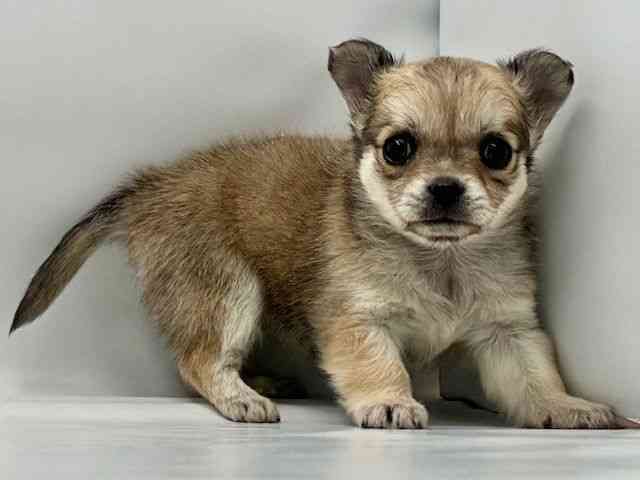 大阪府のチワワ(ロング) (ひごペットフレンドリー東淀川店/2025年10月10日生まれ/女の子/フォーンホワイト)の子犬の2枚目の画像