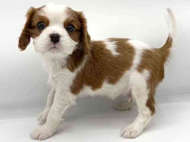 大阪府のキャバリアキングチャールズスパニエル (ひごペットフレンドリーららぽーとEXPOCITY店/2025年10月10日生まれ/男の子/ブレンハイム)の子犬の2枚目の画像