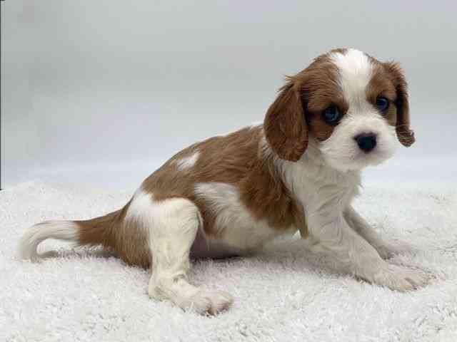 島根県のキャバリアキングチャールズスパニエル (ひごペットフレンドリーイオンモール出雲店/2025年10月10日生まれ/女の子/ブレンハイム)の子犬の2枚目の画像