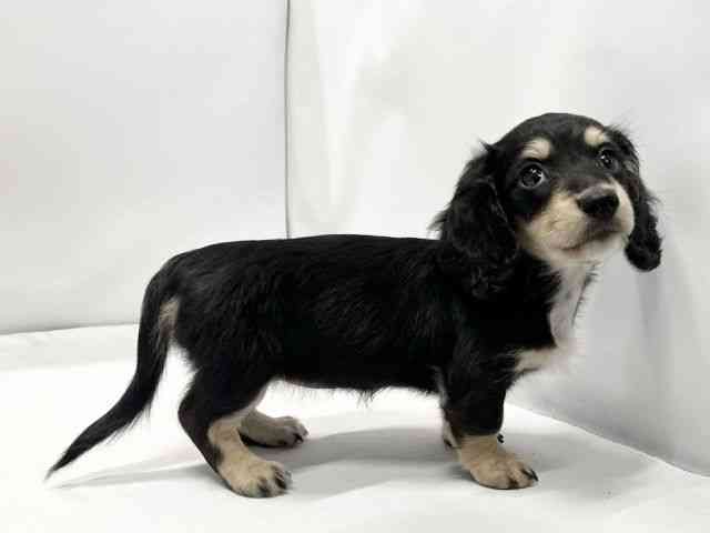 愛媛県のミニチュアダックスフンド(ロング) (ひごペットフレンドリーイオンモール今治新都市店/2025年10月10日生まれ/女の子/ブラックイエロー)の子犬の2枚目の画像