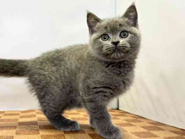 愛媛県のブリティッシュショートヘアー (ひごペットフレンドリーエミフルMASAKI店/2025年10月10日生まれ/女の子/ブルー)の子猫の2枚目の画像