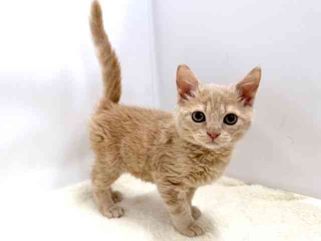 広島県のセルカークレックス (ひごペットフレンドリーゆめタウン廿日市店/2025年10月6日生まれ/男の子/クリーム)の子猫の2枚目の画像