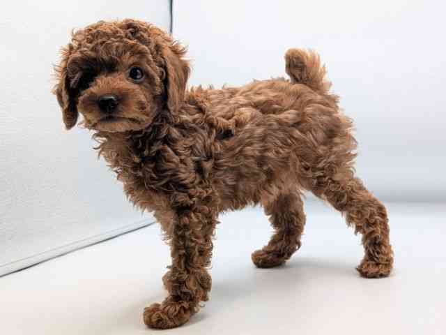 香川県のトイプードル(トイ) (ひごペットフレンドリーゆめタウン高松店/2025年10月10日生まれ/男の子/レッド)の子犬の2枚目の画像