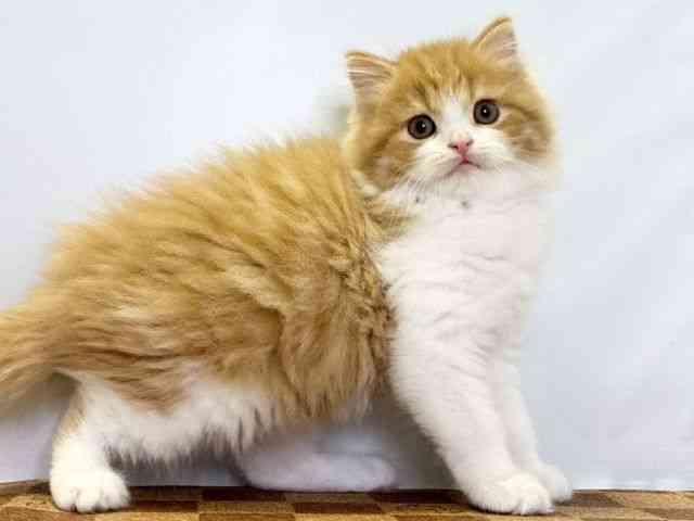 愛媛県のスコティッシュフォールド (ひごペットフレンドリーエミフルMASAKI店/2025年10月1日生まれ/男の子/レッドタビーホワイト)の子猫の2枚目の画像