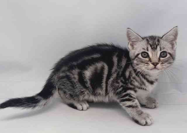 鳥取県のアメリカンショートヘアー (ひごペットフレンドリーイオンモール鳥取北店/2025年10月12日生まれ/男の子/シルバータビー)の子猫の2枚目の画像