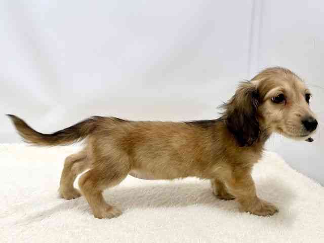 広島県のミニチュアダックスフンド(ロング) (ひごペットフレンドリーゆめタウン廿日市店/2025年10月12日生まれ/女の子/シェーデットイエロー)の子犬の2枚目の画像