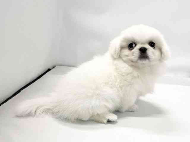 愛媛県のペキニーズ (ひごペットフレンドリーイオンモール今治新都市店/2025年10月11日生まれ/女の子/ホワイト)の子犬の2枚目の画像