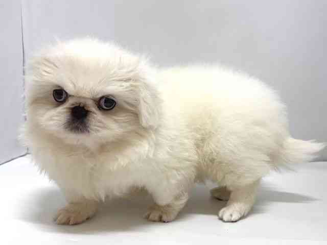 奈良県のペキニーズ (ひごペットフレンドリー奈良パワーシティ店/2025年10月11日生まれ/女の子/ホワイト)の子犬の2枚目の画像