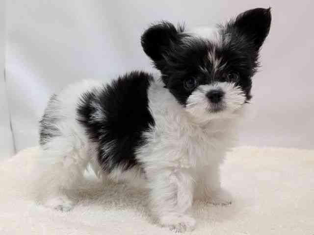 広島県のチワマル/マルチワ(チワワ×マルチーズ) (ひごペットフレンドリーゆめタウン廿日市店/2025年10月12日生まれ/男の子/ホワイトブラック)の子犬の2枚目の画像