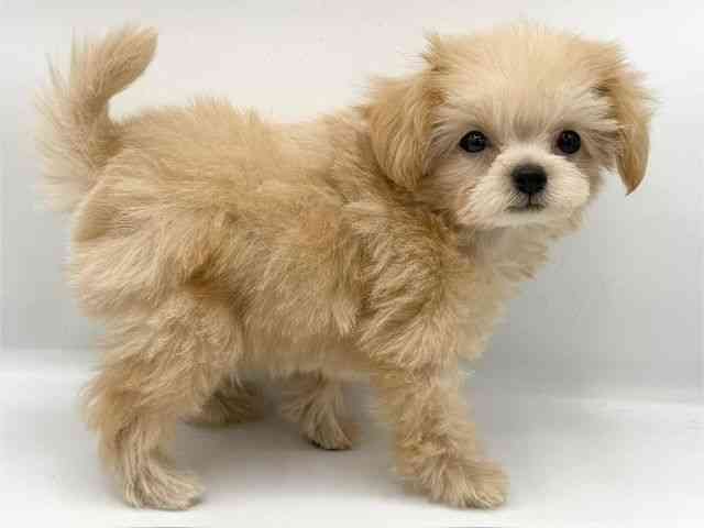 大阪府のチワプー/プーチー(チワワ×プードル) (ひごペットフレンドリーららぽーとEXPOCITY店/2025年10月10日生まれ/男の子/クリーム)の子犬の2枚目の画像