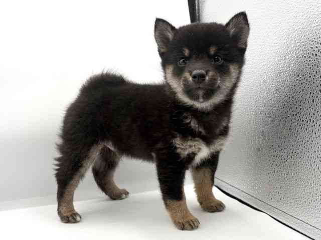 大阪府の柴犬(標準サイズ) (ひごペットフレンドリーイオンそよら海老江店/2025年10月6日生まれ/男の子/黒)の子犬の2枚目の画像