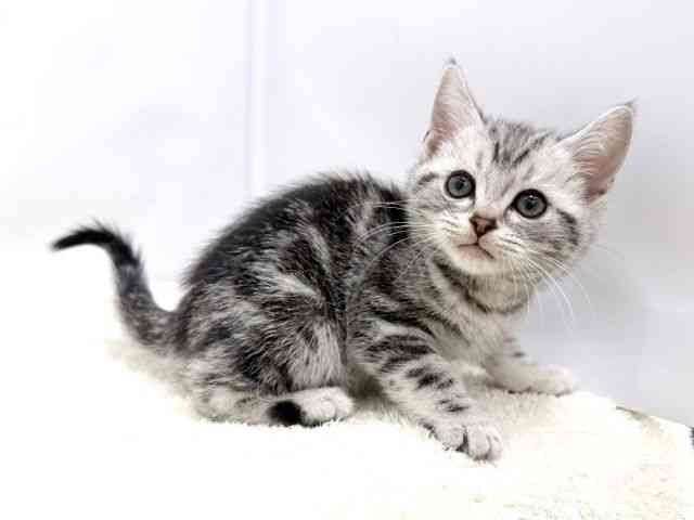 広島県のアメリカンショートヘアー (ひごペットフレンドリーゆめタウン廿日市店/2025年10月12日生まれ/男の子/シルバータビー)の子猫の2枚目の画像