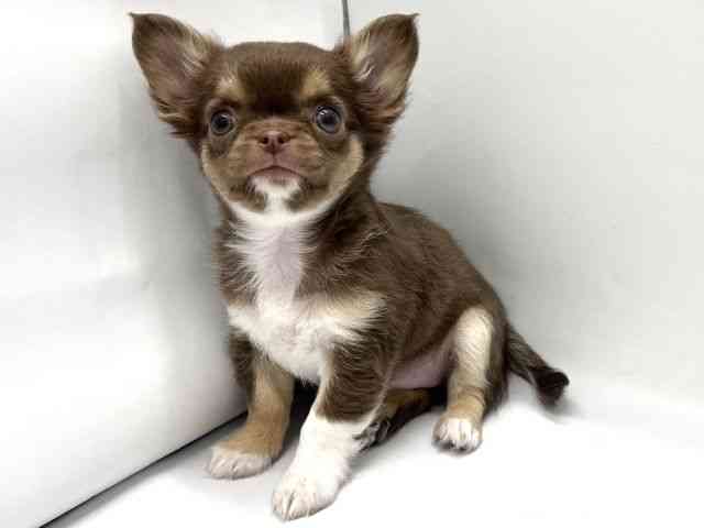 京都府のチワワ(ロング) (ひごペットフレンドリー京都店/2025年10月12日生まれ/女の子/チョコレートタンホワイト)の子犬の2枚目の画像