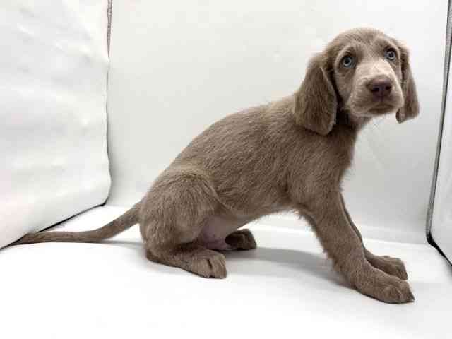 京都府のワイマラナー (ひごペットフレンドリー京都店/2025年10月10日生まれ/男の子/グレー)の子犬の2枚目の画像