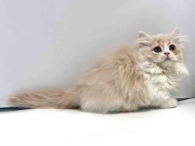 奈良県のマンチカン (ひごペットフレンドリー奈良パワーシティ店/2025年10月5日生まれ/男の子/クリームタビーホワイト)の子猫の2枚目の画像