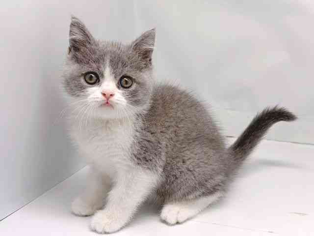 京都府のブリティッシュショートヘアー (ひごペットフレンドリー洛北阪急スクエア店/2025年10月11日生まれ/男の子/ブルーホワイト)の子猫の2枚目の画像