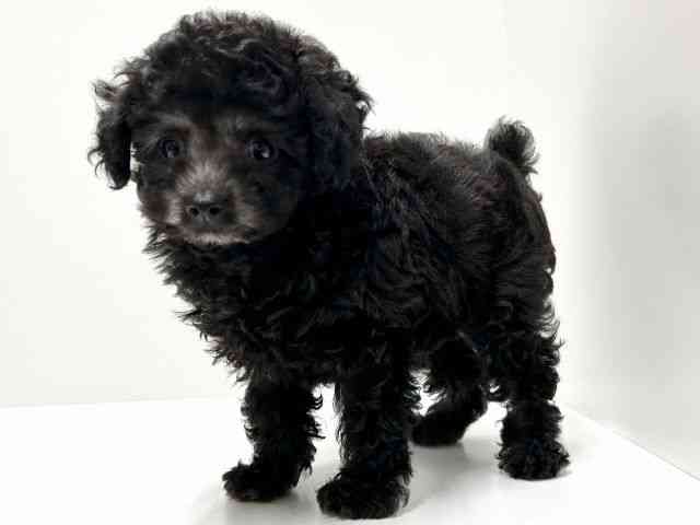 愛知県のトイプードル(トイ) (ひごペットフレンドリーららぽーと名古屋みなとアクルス店/2025年10月11日生まれ/男の子/シルバー)の子犬の2枚目の画像