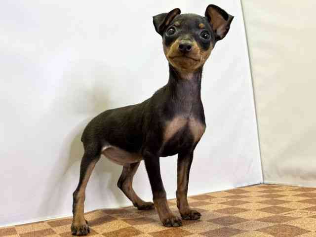 愛媛県のミニチュアピンシャー (ひごペットフレンドリーエミフルMASAKI店/2025年10月10日生まれ/男の子/ブラックタン)の子犬の2枚目の画像