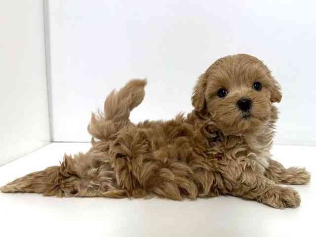 大阪府のハーフ犬・ミックス犬 (ひごペットフレンドリーベルファⅡ都島店/2025年10月8日生まれ/男の子/クリーム)の子犬の2枚目の画像