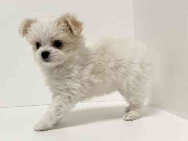 愛知県のハーフ犬・ミックス犬 (ひごペットフレンドリーイトーヨーカドー知多店/2025年10月9日生まれ/男の子/クリーム)の子犬の2枚目の画像