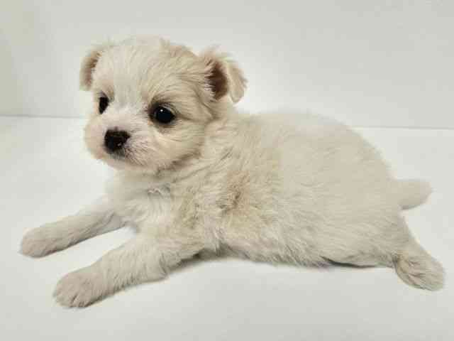 愛知県のハーフ犬・ミックス犬 (ひごペットフレンドリーイトーヨーカドー知多店/2025年10月9日生まれ/男の子/クリーム)の子犬の2枚目の画像