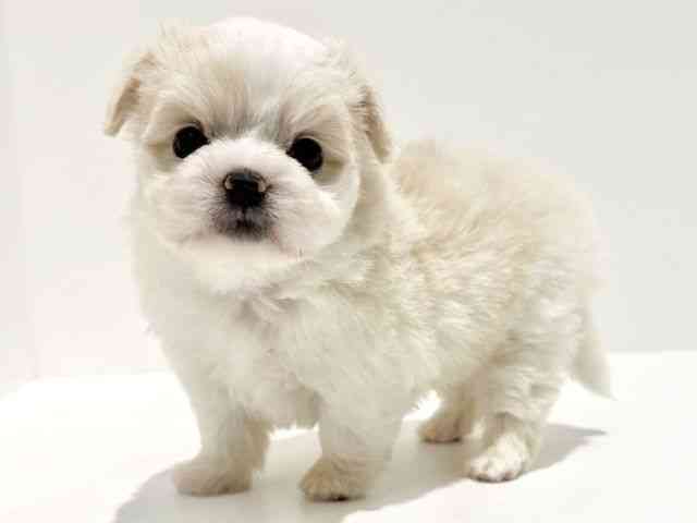 大阪府のハーフ犬・ミックス犬 (ひごペットフレンドリーイオン高槻店/2025年10月9日生まれ/男の子/クリーム)の子犬の2枚目の画像